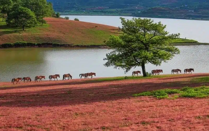 Đồi cỏ hồng - cây thông cô đơn